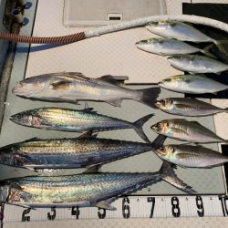 オーシャンスター(Ocean Star) 釣果