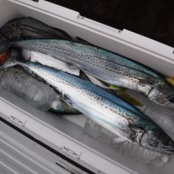 BlueNote Fishing Taxi 釣果