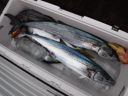 BlueNote Fishing Taxi 釣果