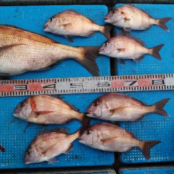 フィッシングガイド りょう 釣果