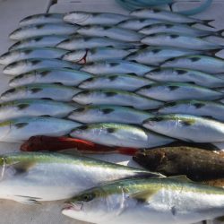 JDI Racing シールズマリンレジャー 釣果