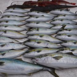 JDI Racing シールズマリンレジャー 釣果