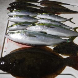 ＪＤＩ　Ｒａｃｉｎｇ　シールズマリンレジャー 釣果