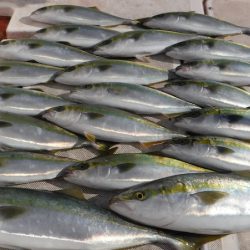 JDI Racing シールズマリンレジャー 釣果