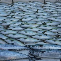 JDI Racing シールズマリンレジャー 釣果