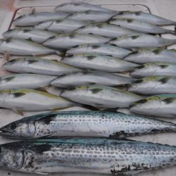 JDI Racing シールズマリンレジャー 釣果