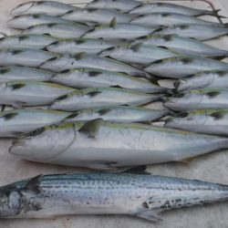 JDI Racing シールズマリンレジャー 釣果