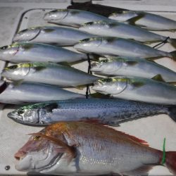 JDI Racing シールズマリンレジャー 釣果