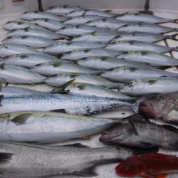 ＪＤＩ　Ｒａｃｉｎｇ　シールズマリンレジャー 釣果