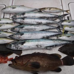 JDI Racing シールズマリンレジャー 釣果