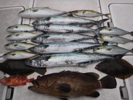 JDI Racing シールズマリンレジャー 釣果