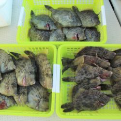 KIM Fishing Guide Service 釣果