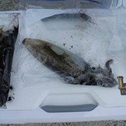 KIM Fishing Guide Service 釣果