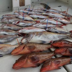 KIM Fishing Guide Service 釣果