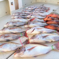 KIM Fishing Guide Service 釣果