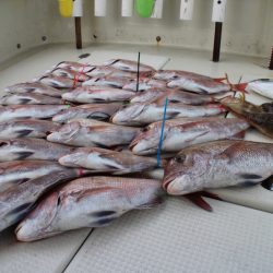 KIM Fishing Guide Service 釣果
