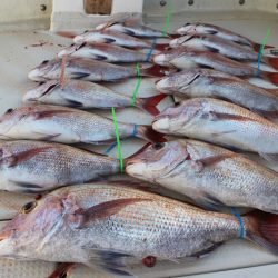 KIM Fishing Guide Service 釣果