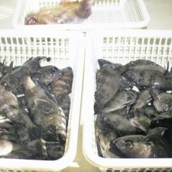 KIM Fishing Guide Service 釣果