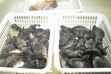 KIM Fishing Guide Ser…