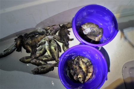 KIM Fishing Guide Ser…