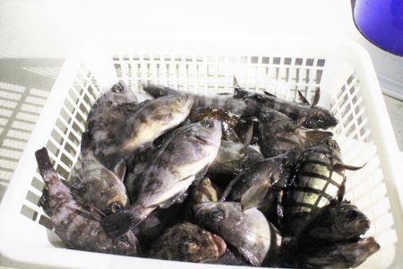 KIM Fishing Guide Ser…