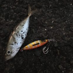 引き続き使ってみたいメタルジャッカーSJ【LUMICA（ルミカ）メタルジャッカーSJ　インプレッション】