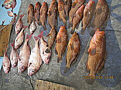 遊漁船 未紗奈 釣果