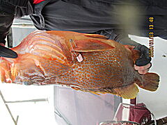 遊漁船 未紗奈 釣果