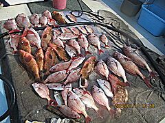 遊漁船 未紗奈 釣果