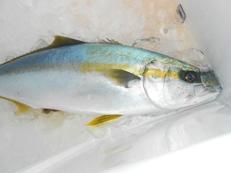 こうゆう丸 釣果