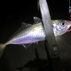 また失敗かと思いましたが、最後にメバルに会えた