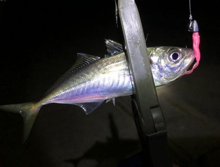 また失敗かと思いましたが、最後にメバルに会…