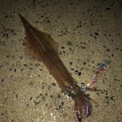 やっとヤリ開幕！