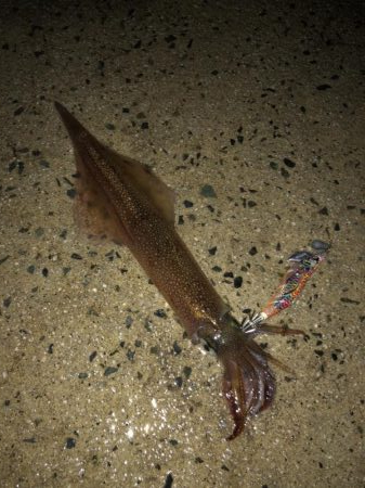 やっとヤリ開幕！