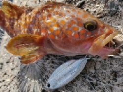 安定のキジハタ