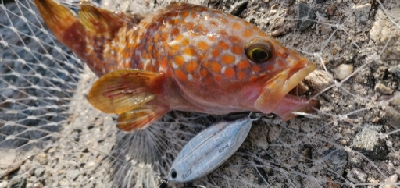 安定のキジハタ