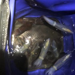 今日も行っちゃいました