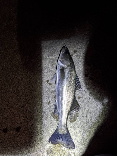 久しぶりの釣行