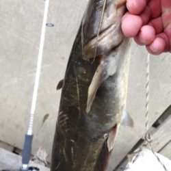 2020年釣り初め！