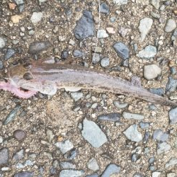 カレイを求めて