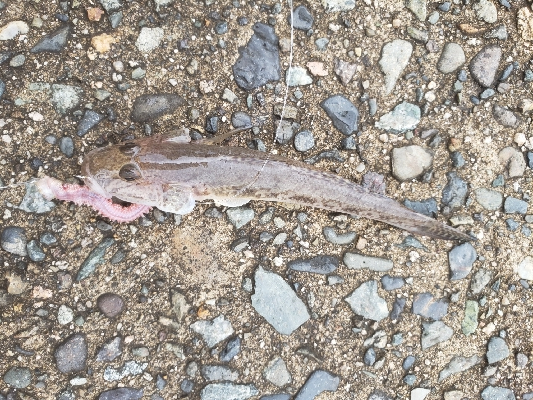 カレイを求めて