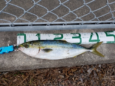 今日は渋そうだった