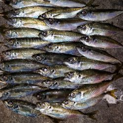 数はマズマズ。