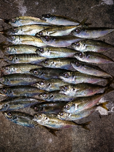 数はマズマズ。