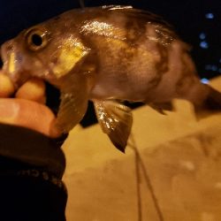 2020年初釣り　アジ調査