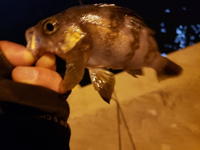 2020年初釣り　アジ調査