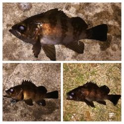 メバリング1850〜2050