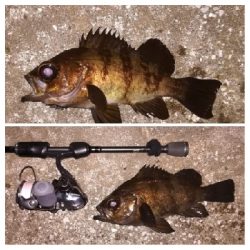 メバリング1855〜1930