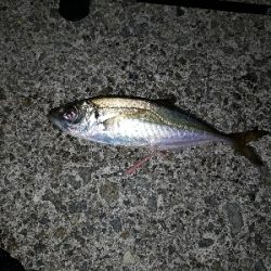 アジ釣れた!