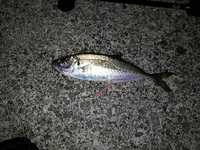 アジ釣れた！